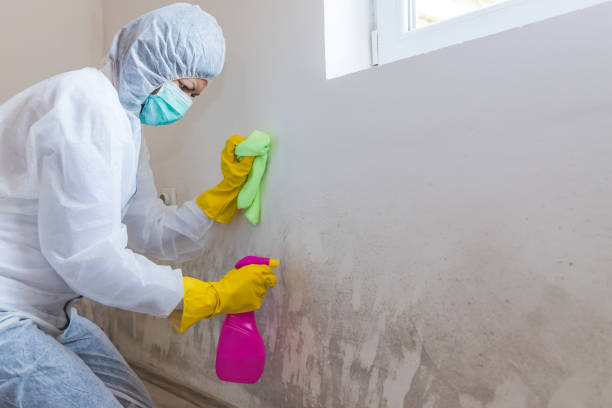 Best Basement Mold Removal  in Tuckerton, NJ